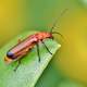 Red Beetle Bug on Leaf