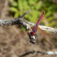 Red Dragonfly on branch