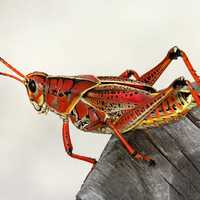 Red Grasshopper on Wood