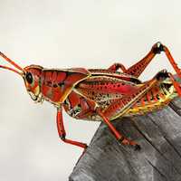 Red Grasshopper on Wood