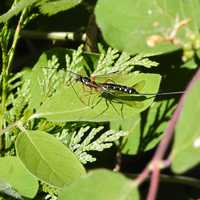 Sabre Wasp on Leaf