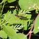 Sabre Wasp on Leaf