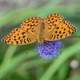 Silver-washed Fritillary on Violet Flower