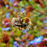 Spider Eating a Bee