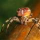 Spider Macro Close-up