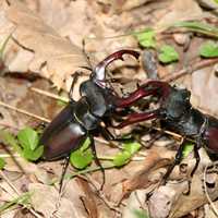 Two Stag Beetles Fighting