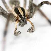Wolf Spider closeup of front