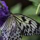 Yellow and Black Butterfly on flower flapping its wings