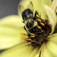 Yellow Bee in Yellow Flower