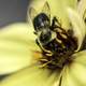 Yellow Bee in Yellow Flower