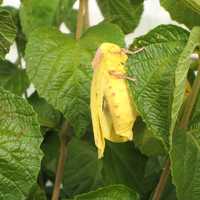 Yellow Imperial Moth on a tree - Eacles imperialis