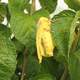 Yellow Imperial Moth on a tree - Eacles imperialis