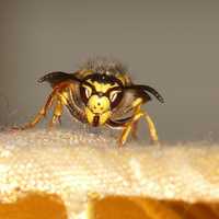 Yellow Jacket Wasp - Vespa simillima