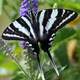 Zebra Swallowtail, Eurytides marcellus Butterfly