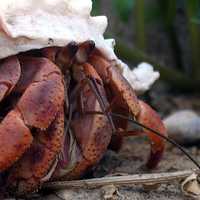 Caribbean hermit crab - Coenobita clypeatus