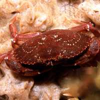 Atlantic rock crab - Cancer irroratus