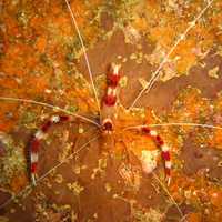 Banded coral shrimp - Stenopus hispidus