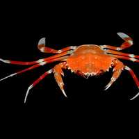Bathyal swimming crab - Bathynectes longispina