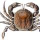 Bellia picta - a species of crab from South America