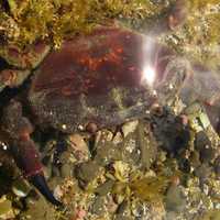 Black Finger Crab - Ozius truncatus