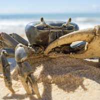 Blue Crab on Sandy Beach