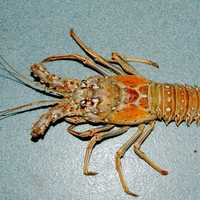 Caribbean spiny lobster - Panulirus argus
