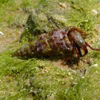 Clibanarius erythropus - A species of Hermit Crab