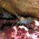 Common Prawn - Palaemon serratus