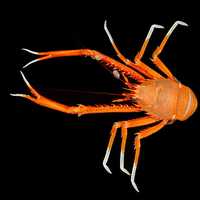 Eumunida picta - a species of squat lobster