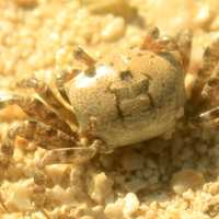 Ghost Crab. 