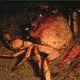 Golden crab -- Chaceon fenneri