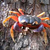Halloween moon crab - Gecarcinus quadratus