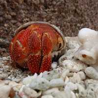 Hermit Crab in Shell