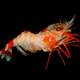 Heterocarpus ensifer, a deep water shrimp