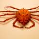 Inflated spiny crab -- Rochinia crassa