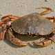 Jonah Crab on sand