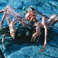 Lithodes maja - A species of King Crab
