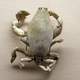 Lyreidus tridentatus - a species of crab