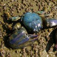 New Zealand half crab -- Petrolisthes elongatus