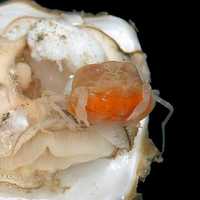 Oyster crab --  Zaops ostreus