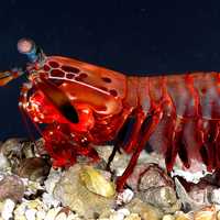 Peacock Mantis Shrimp Odontodactylus scyllarus