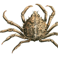 Portly spider crab -- Libinia emarginata