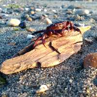 Red Crab on Driftwood