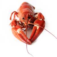 Red Lobster macro