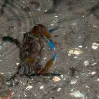 Rugose swimming crab in the water - Callinectes exasperatus