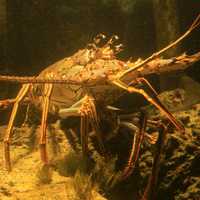 Spiny Lobster