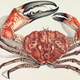 Tasmanian giant crab - Pseudocarcinus gigas