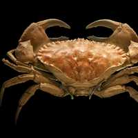 Toothed rock crab - Cancer bellianus