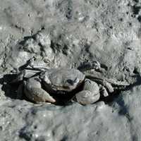 Tunnelling mud crab - Austrohelice crassa