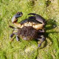 Xantho poressa with eggs